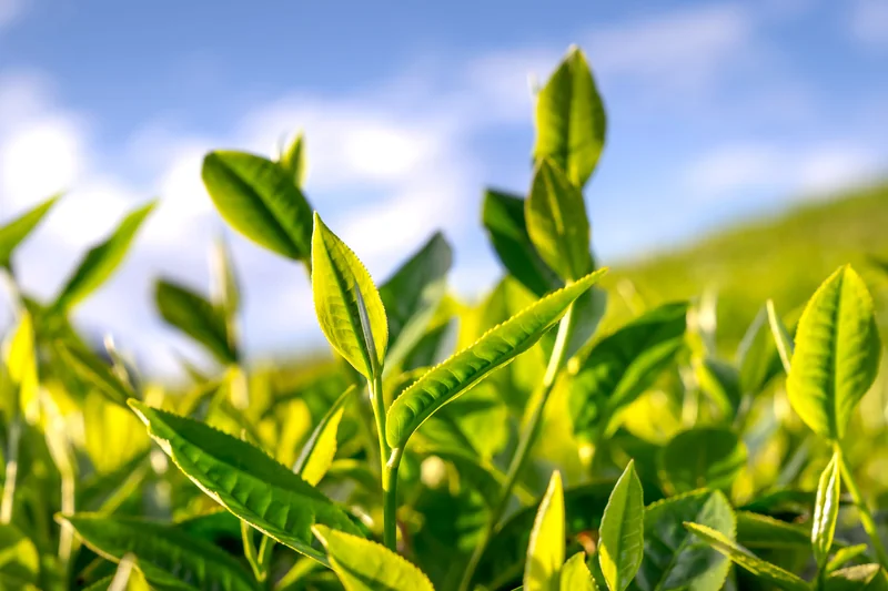 Green tea