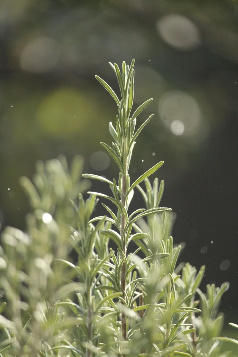 Rosemary extract