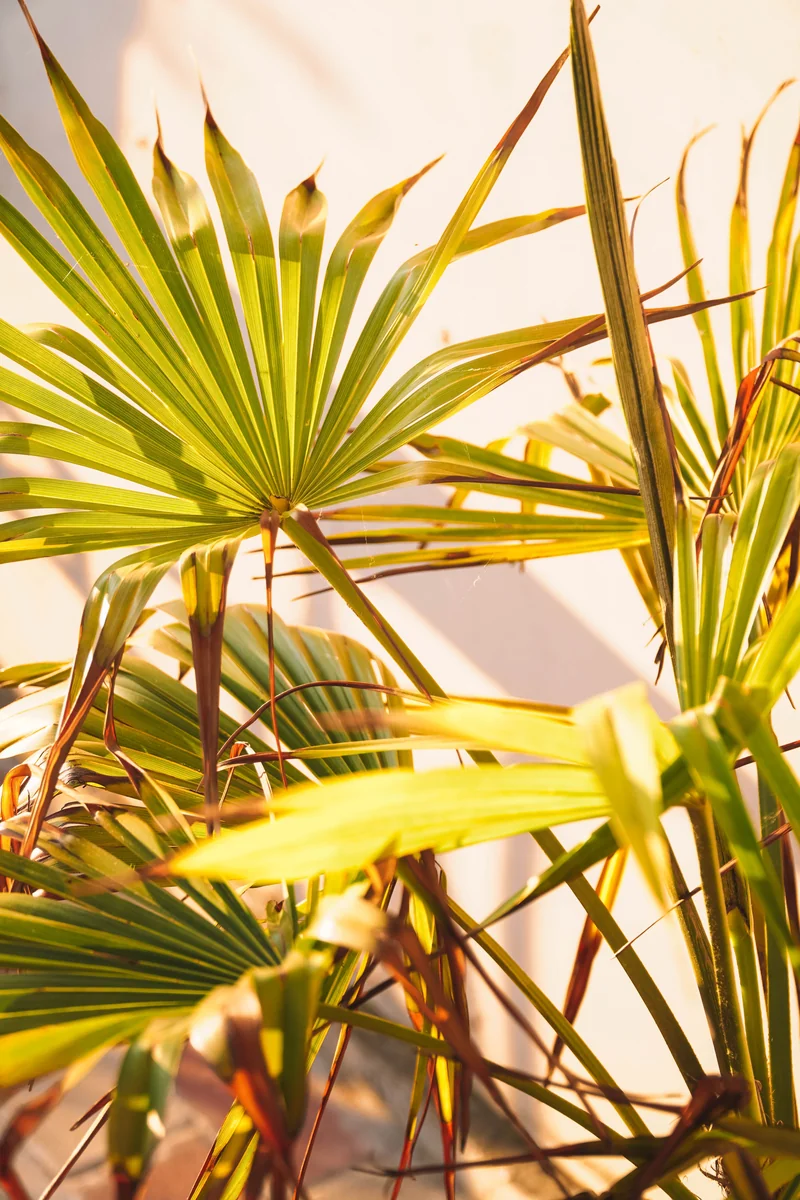 Saw palmetto